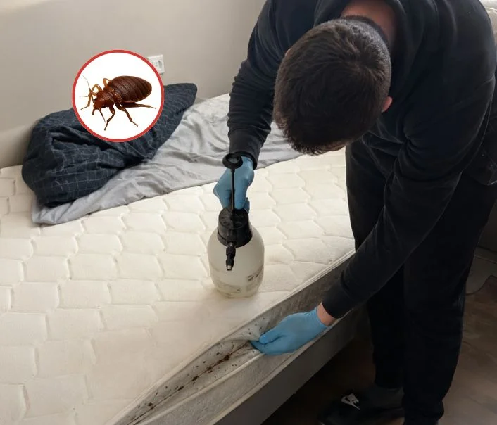 Technicien traitant un matelas contre les punaises de lit à Abbéville-la-Rivière